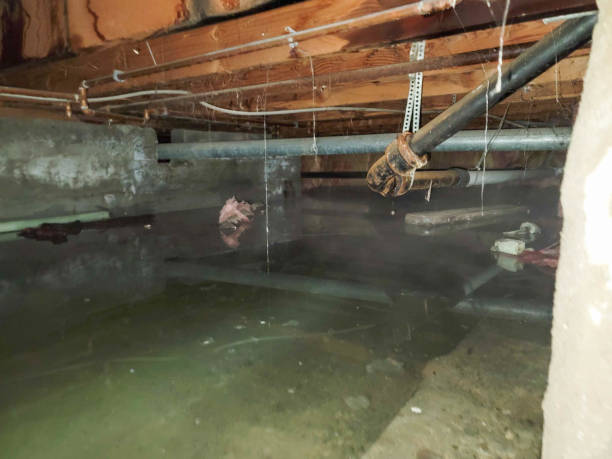 Best Carpet water damage restoration  in Indian Harbour Beach, FL